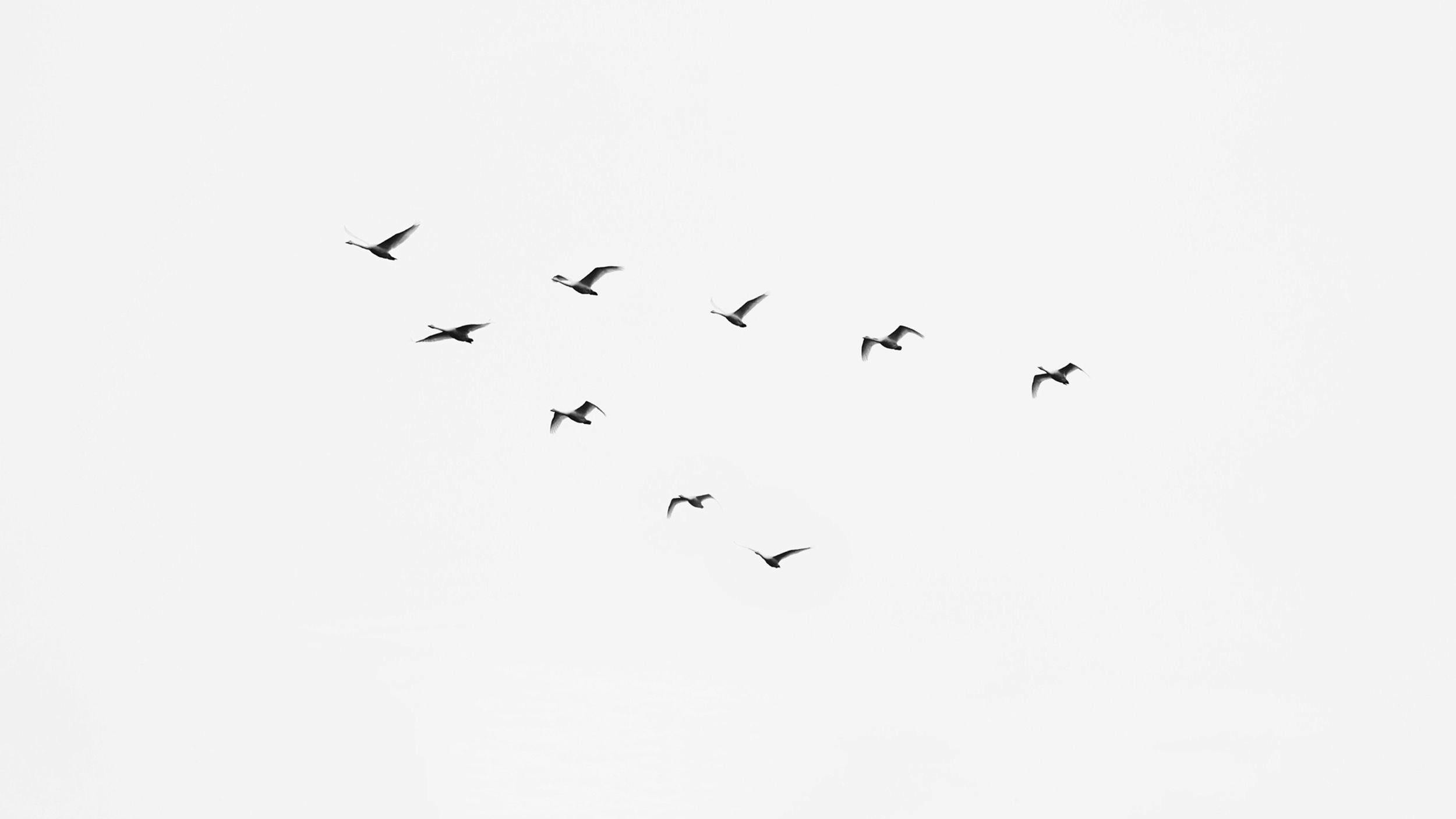 Fugler som flyger i V formasjon over himmelen.